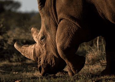 FACE TO FACE RHINO ENCOUNTERS