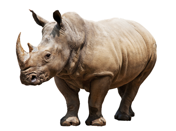 rhino standing